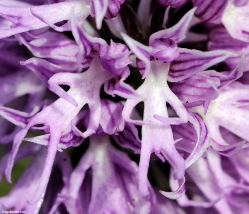 naked-man-orchid-orchis-italica-4